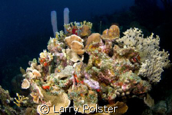 More Bonaire corals, D300, Tokina 10-17 by Larry Polster 